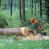 ��������� Stihl MS 461 45 ��� 50 ��