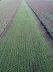 Уборщик Redexim Turf Tidy 1310 / 1710 Уборщик Redexim Turf Tidy 1310 / 1710
